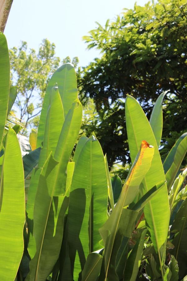 Cabinas Tortuguero Εξωτερικό φωτογραφία