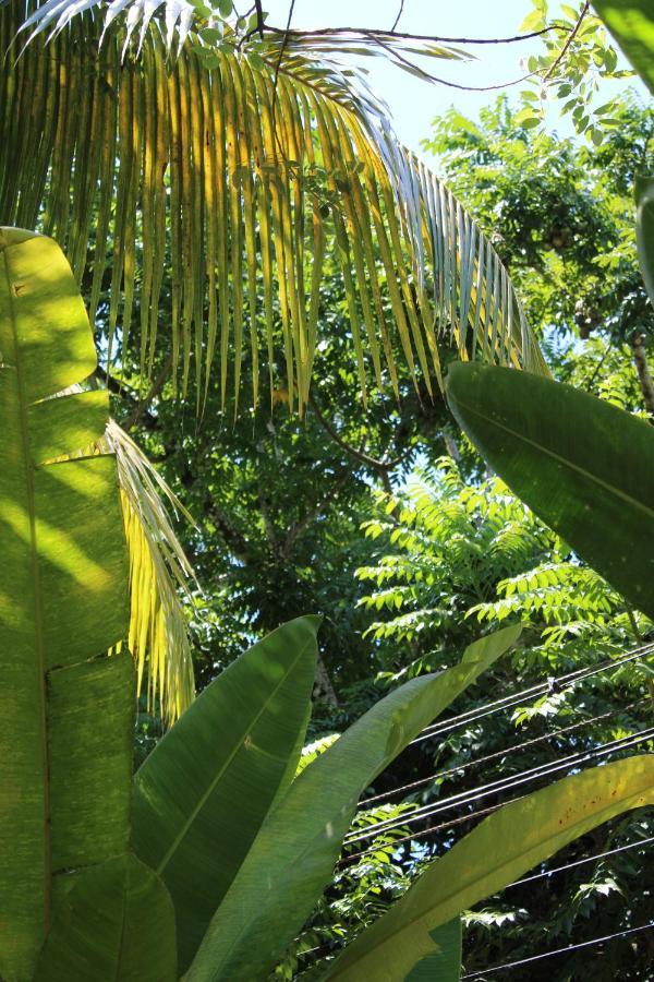 Cabinas Tortuguero Εξωτερικό φωτογραφία
