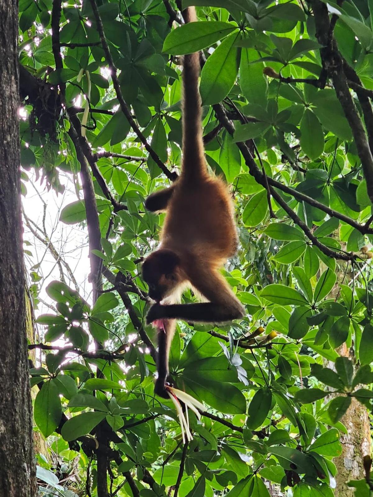 Cabinas Tortuguero Εξωτερικό φωτογραφία
