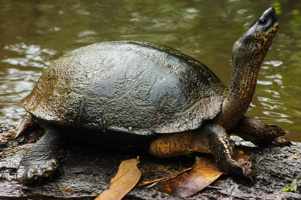 Cabinas Tortuguero Εξωτερικό φωτογραφία