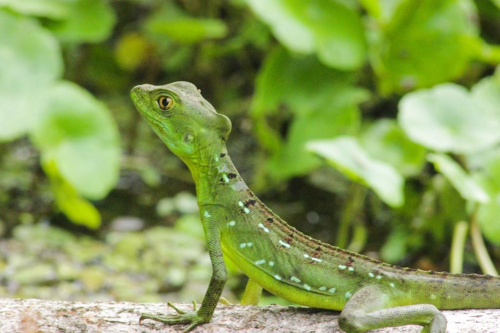 Cabinas Tortuguero Εξωτερικό φωτογραφία