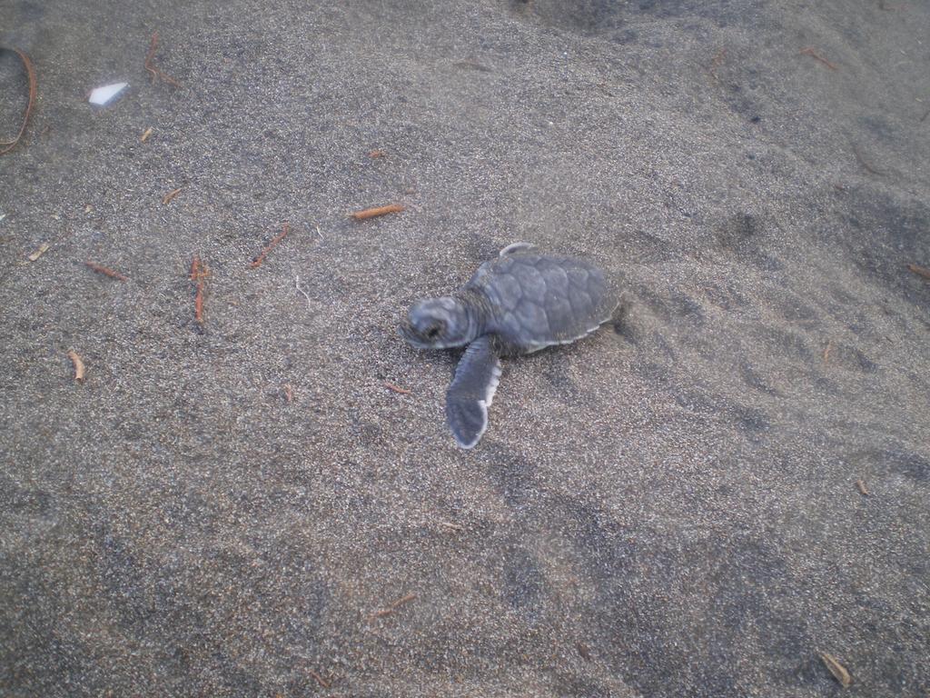 Cabinas Tortuguero Εξωτερικό φωτογραφία